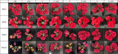 The combination of graphene oxide and <mark class="highlighted">preservatives</mark> can further improve the preservation of cut flowers
